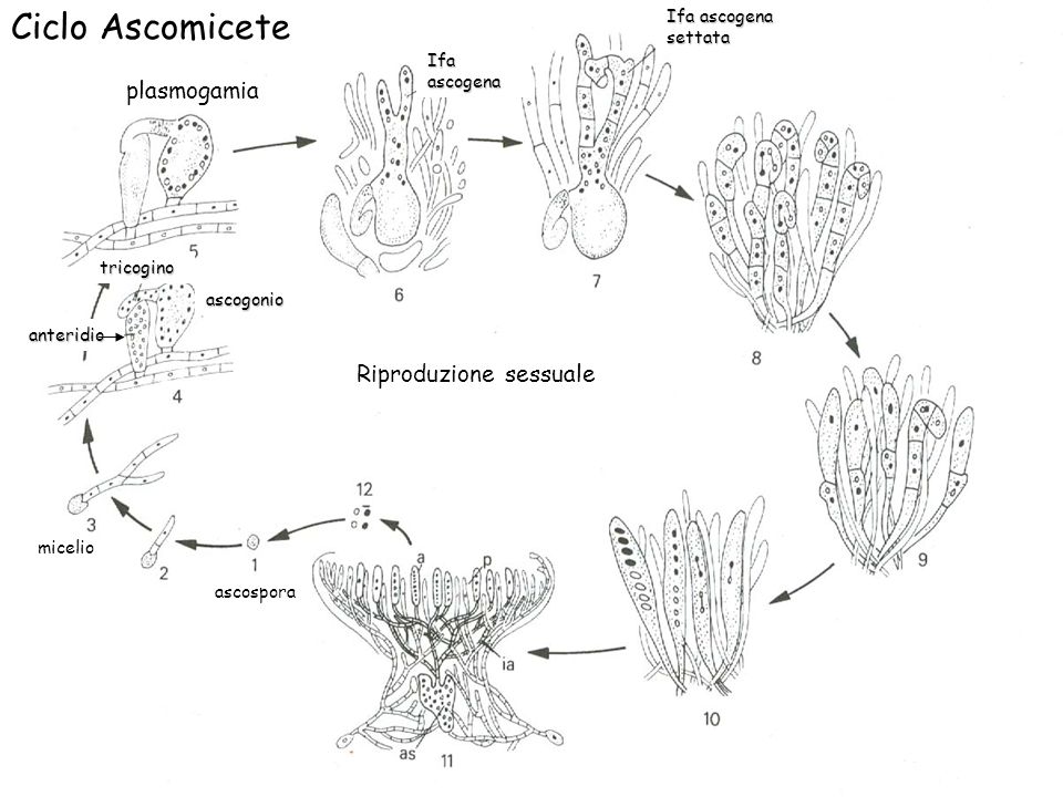 Ciclo Ascomicete plasmogamia Riproduzione sessuale