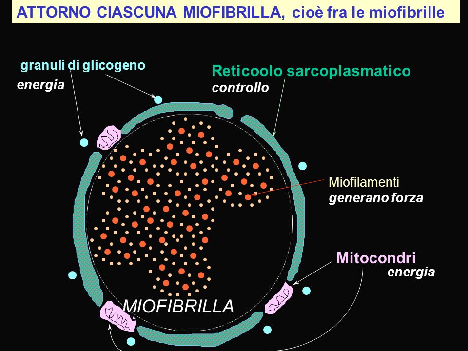 MIOFIBRILLA ATTORNO CIASCUNA MIOFIBRILLA, cioè fra le miofibrille
