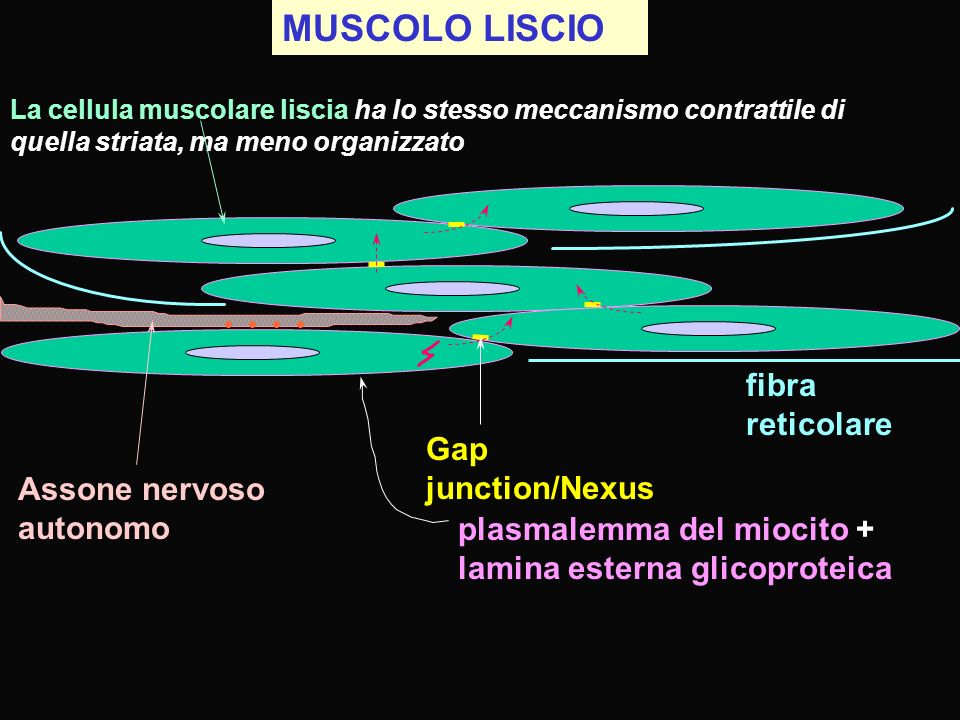 MUSCOLO LISCIO fibra reticolare Gap junction/Nexus