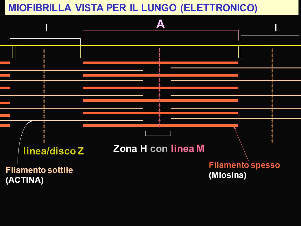 A MIOFIBRILLA VISTA PER IL LUNGO (ELETTRONICO) I I Zona H con linea M