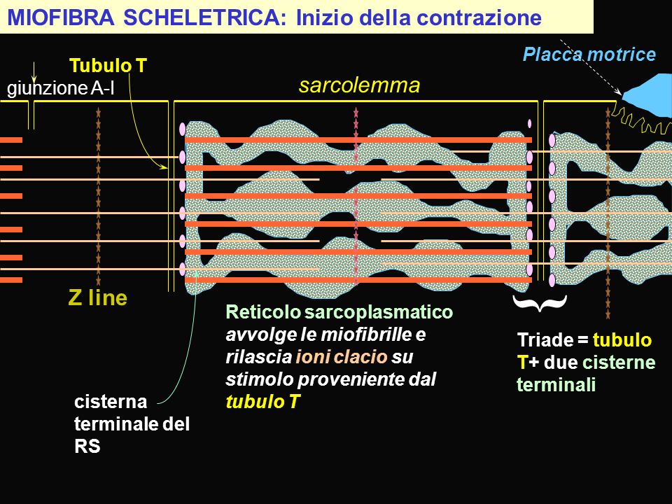 } MIOFIBRA SCHELETRICA: Inizio della contrazione sarcolemma Z line