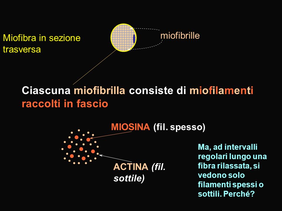 Ciascuna miofibrilla consiste di miofilamenti raccolti in fascio