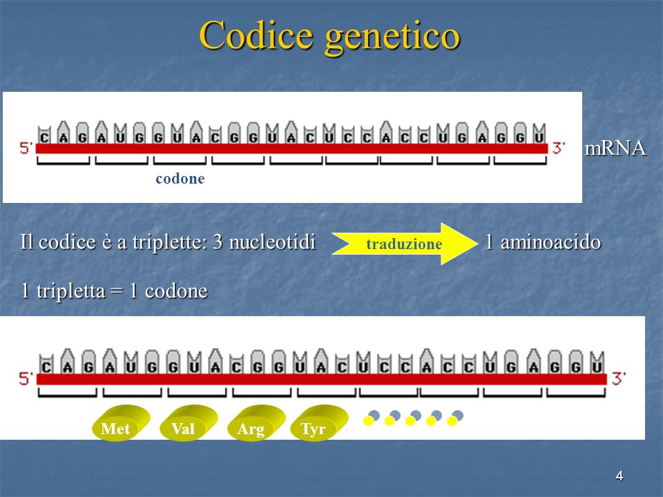 Codice genetico, traduzione, sintesi proteica - ppt scaricare