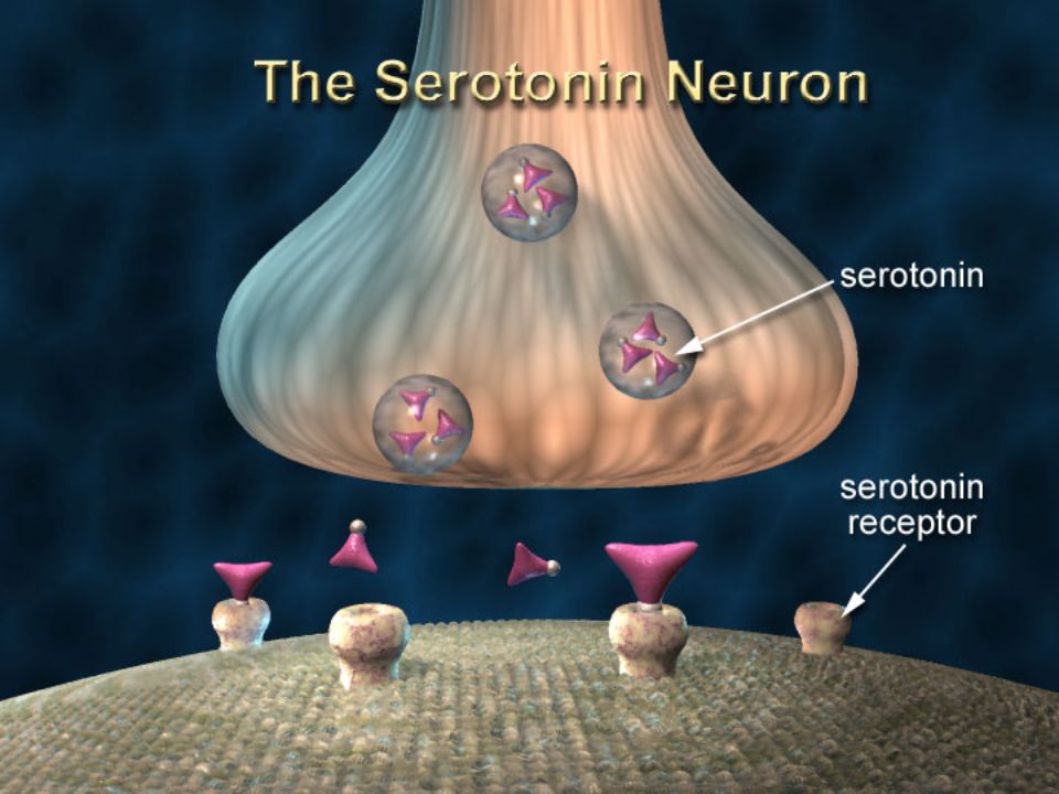 Slide 9: The Serotonin Neuron; The Major Target of Ecstasy