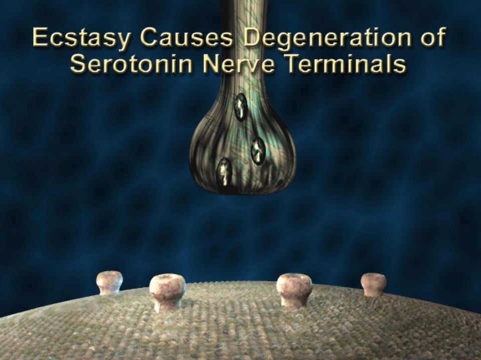 Slide 18: Ecstasy Causes Destruction of Serotonin Nerve Terminals