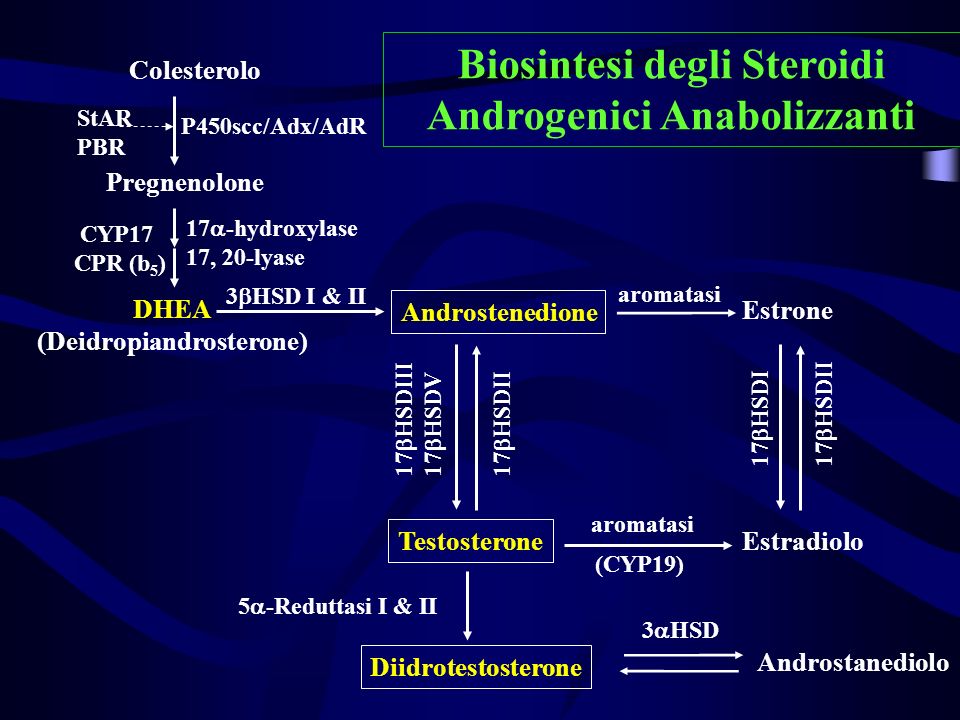 steroidi anabolizzanti gh viene riprogettato