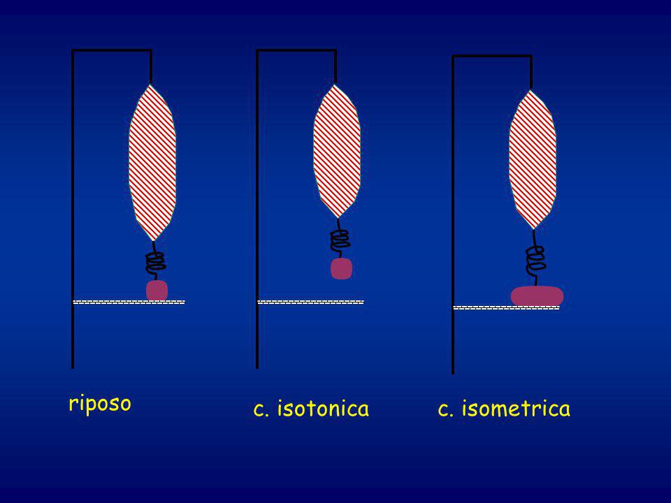 riposo c. isotonica c. isometrica