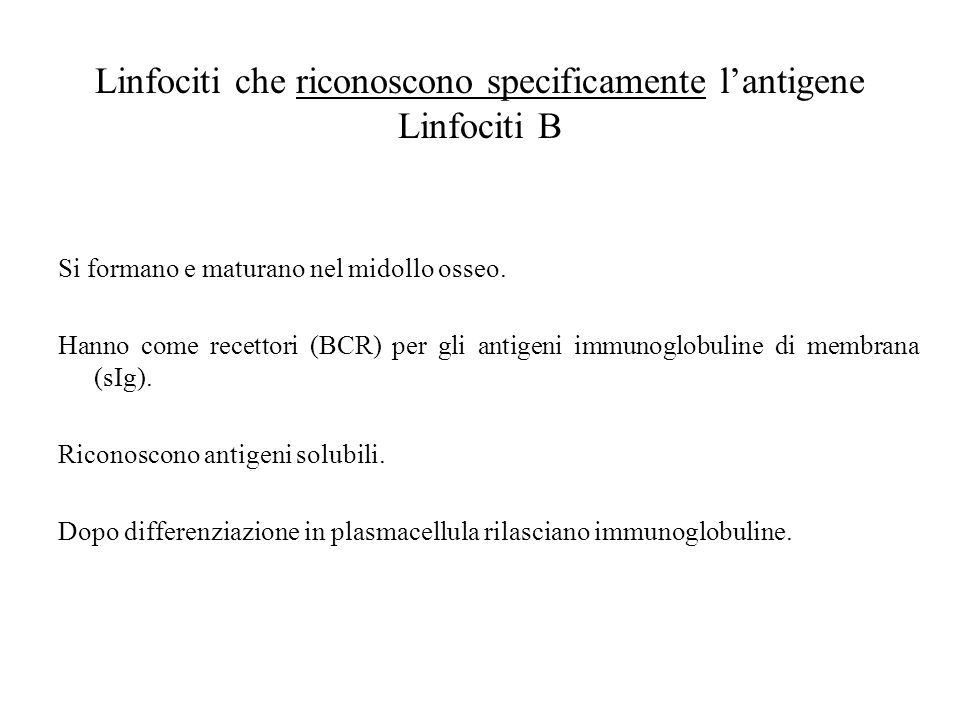 Linfociti che riconoscono specificamente l’antigene Linfociti B