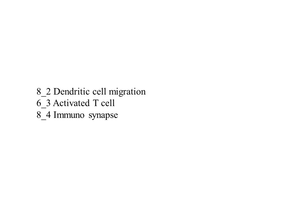 8_2 Dendritic cell migration