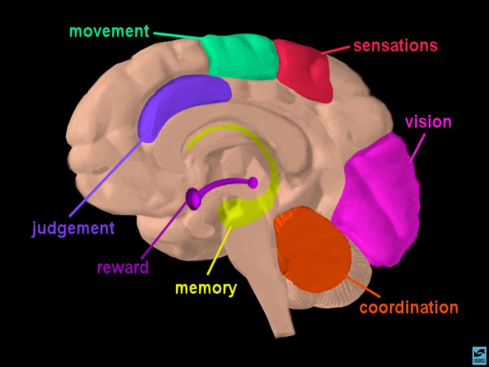 Slide 2: Brain regions and neuronal pathways