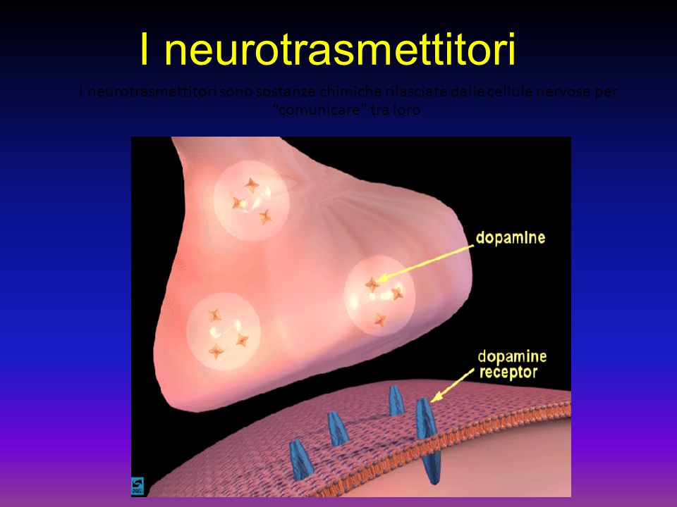 I neurotrasmettitori I neurotrasmettitori sono sostanze chimiche rilasciate dalle cellule nervose per comunicare tra loro.