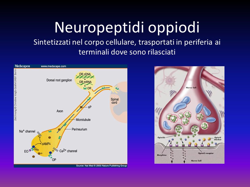 Neuropeptidi oppiodi Sintetizzati nel corpo cellulare, trasportati in periferia ai terminali dove sono rilasciati.