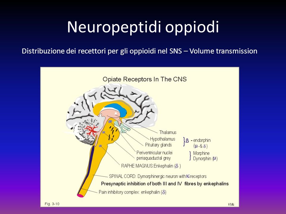 Neuropeptidi oppiodi Distribuzione dei recettori per gli oppioidi nel SNS – Volume transmission