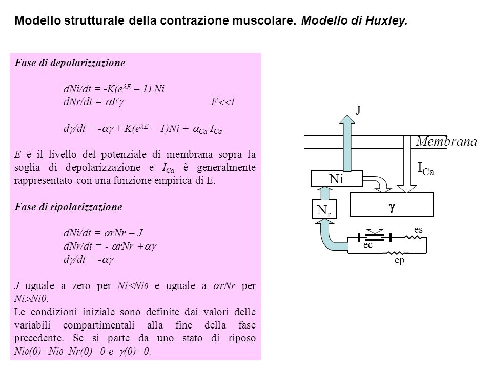 Modello strutturale della contrazione muscolare. Modello di Huxley.