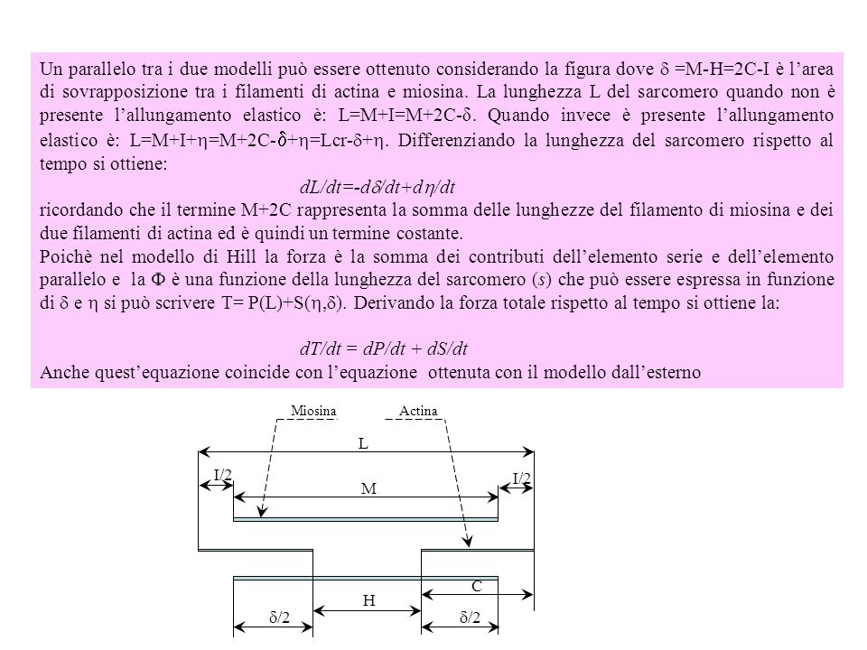 Un parallelo tra i due modelli può essere ottenuto considerando la figura dove d =M-H=2C-I è l’area di sovrapposizione tra i filamenti di actina e miosina. La lunghezza L del sarcomero quando non è presente l’allungamento elastico è: L=M+I=M+2C-δ. Quando invece è presente l’allungamento elastico è: L=M+I+=M+2C-d+=Lcr-d+. Differenziando la lunghezza del sarcomero rispetto al tempo si ottiene: