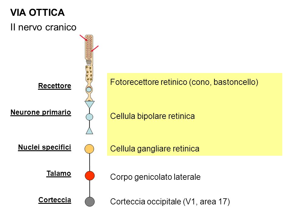 VIA OTTICA II nervo cranico Fotorecettore retinico (cono, bastoncello)