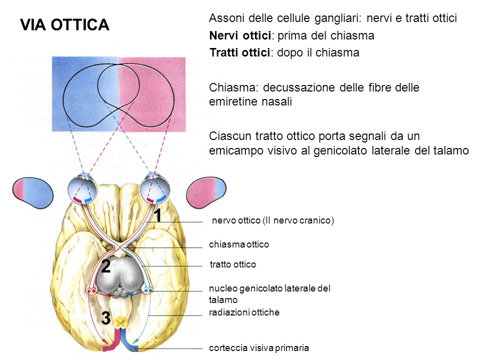 1 2 3 VIA OTTICA Assoni delle cellule gangliari: nervi e tratti ottici