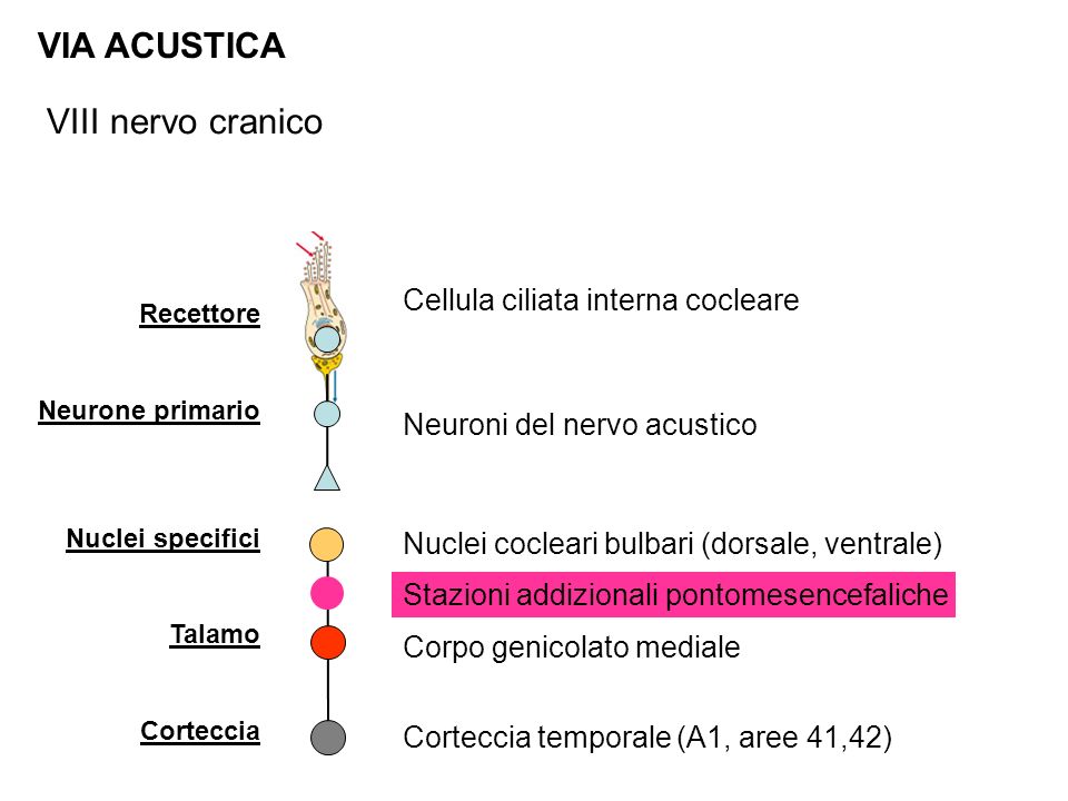 VIA ACUSTICA VIII nervo cranico Cellula ciliata interna cocleare