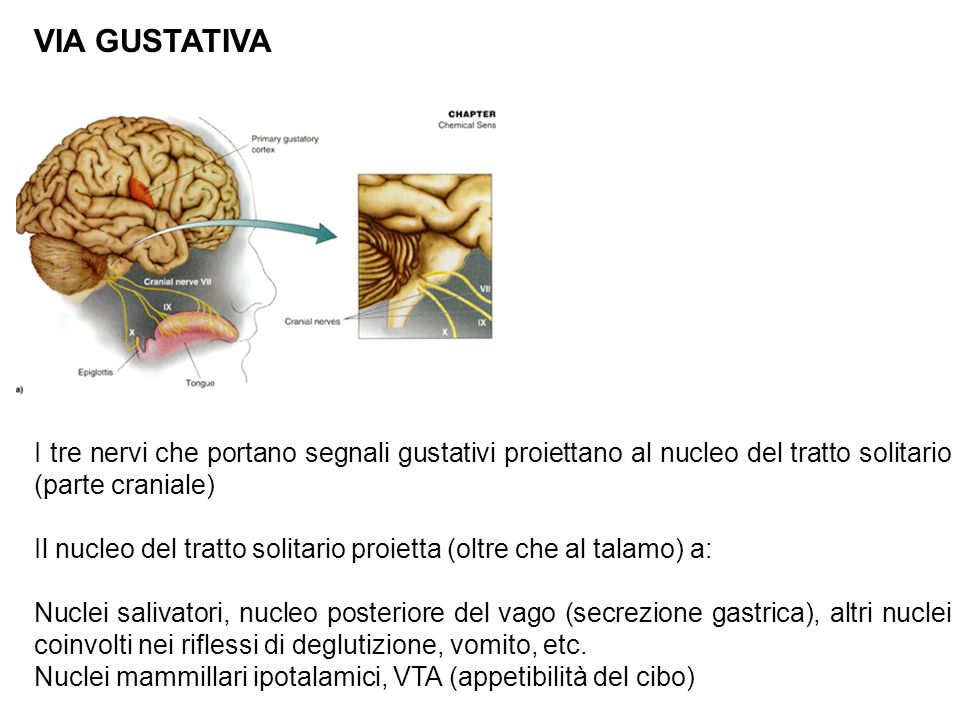 VIA GUSTATIVA I tre nervi che portano segnali gustativi proiettano al nucleo del tratto solitario (parte craniale)