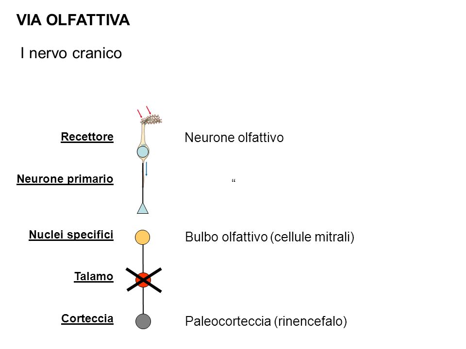 VIA OLFATTIVA I nervo cranico Neurone olfattivo