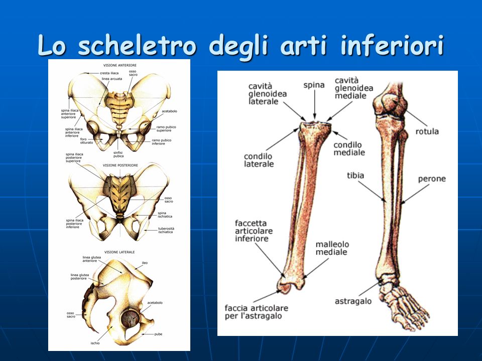 Lo scheletro degli arti inferiori