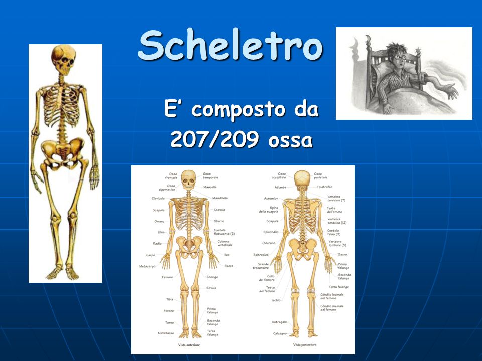 Scheletro E’ composto da 207/209 ossa