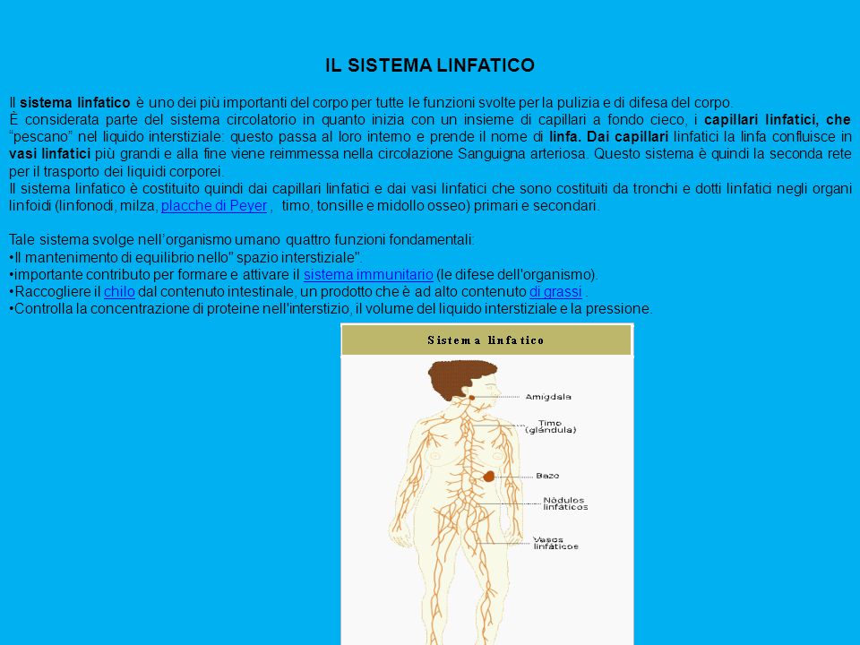 IL SISTEMA LINFATICO Il sistema linfatico è uno dei più importanti del corpo per tutte le funzioni svolte per la pulizia e di difesa del corpo.