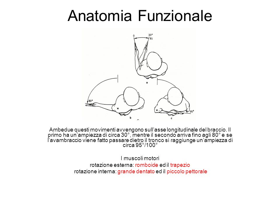 Anatomia Funzionale