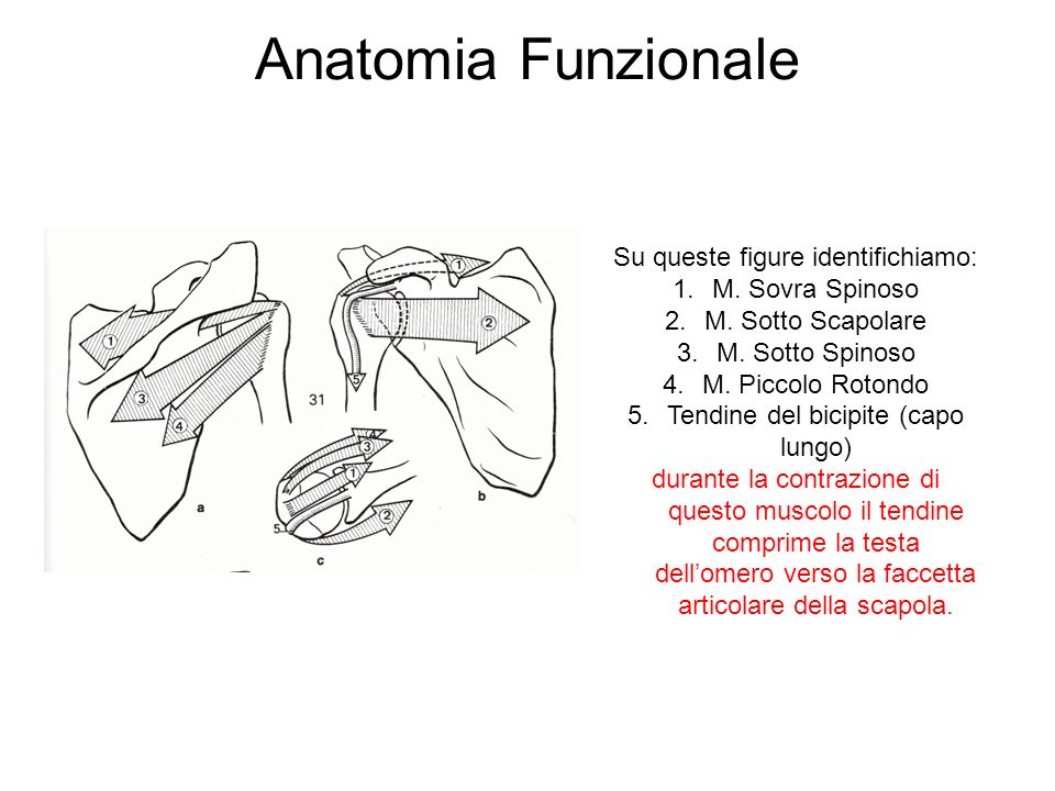 Anatomia Funzionale Su queste figure identifichiamo: M. Sovra Spinoso