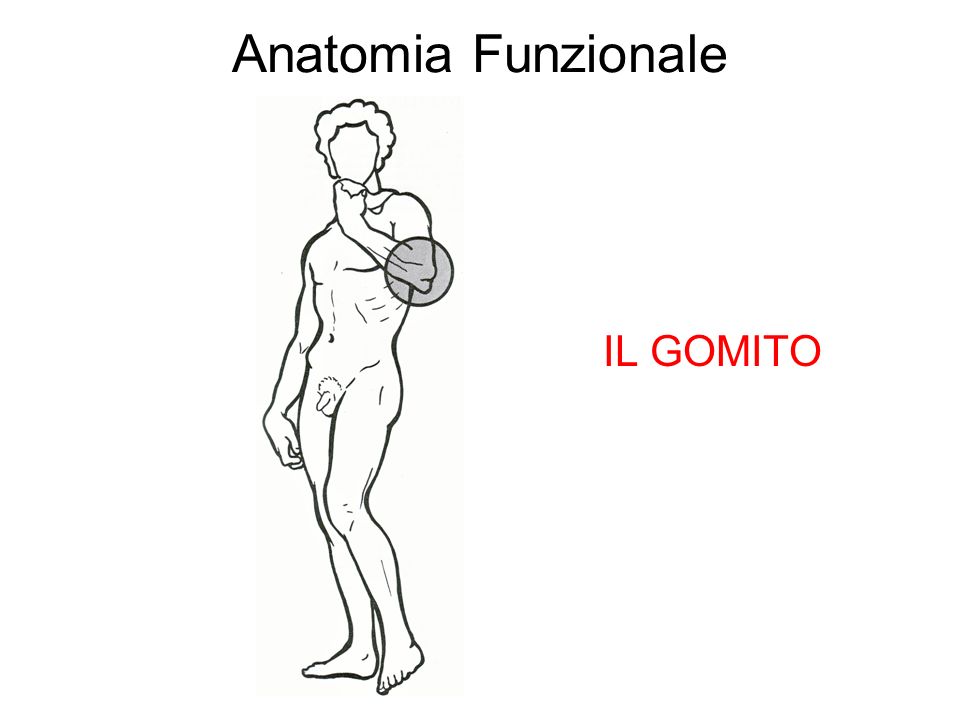 Anatomia Funzionale IL GOMITO