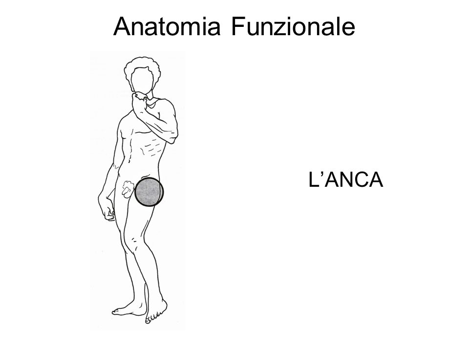 Anatomia Funzionale L’ANCA