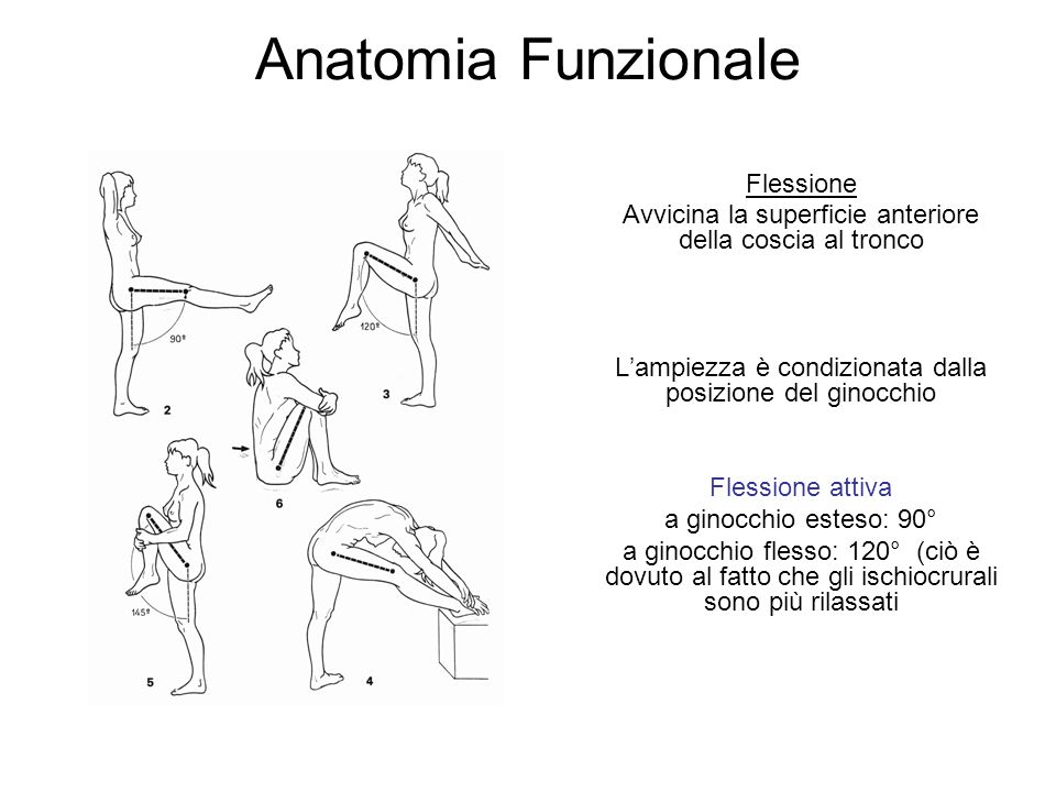 Anatomia Funzionale Flessione