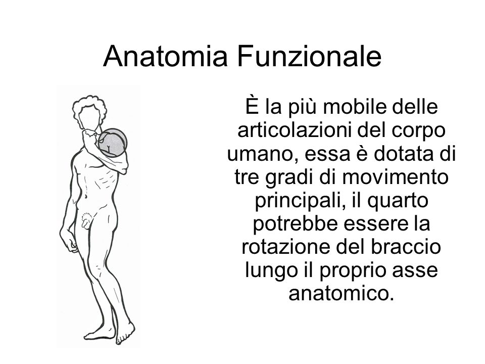 Anatomia Funzionale