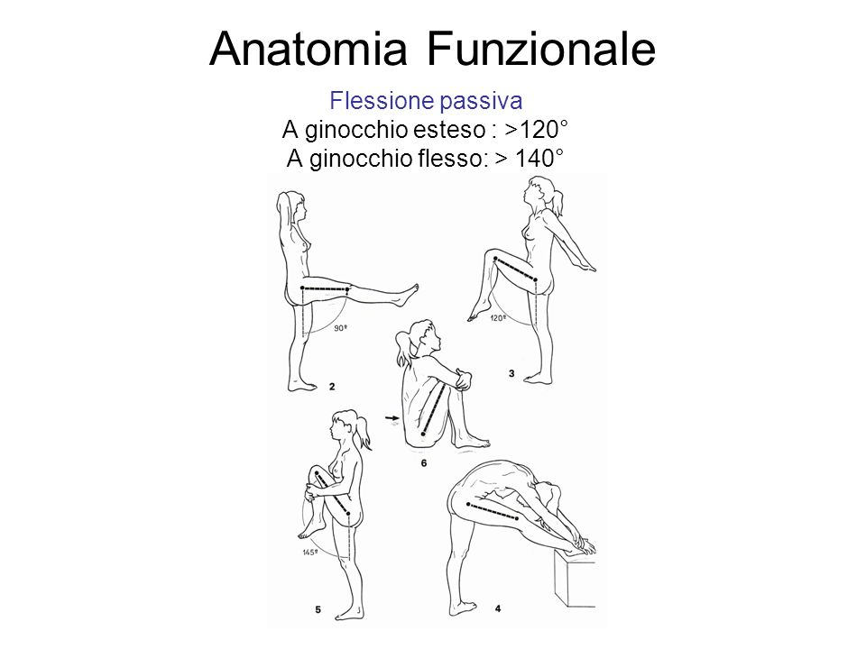 Anatomia Funzionale Flessione passiva A ginocchio esteso : >120°