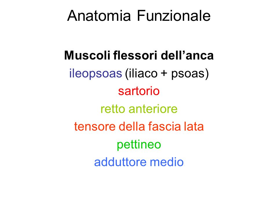 Anatomia Funzionale Muscoli flessori dell’anca