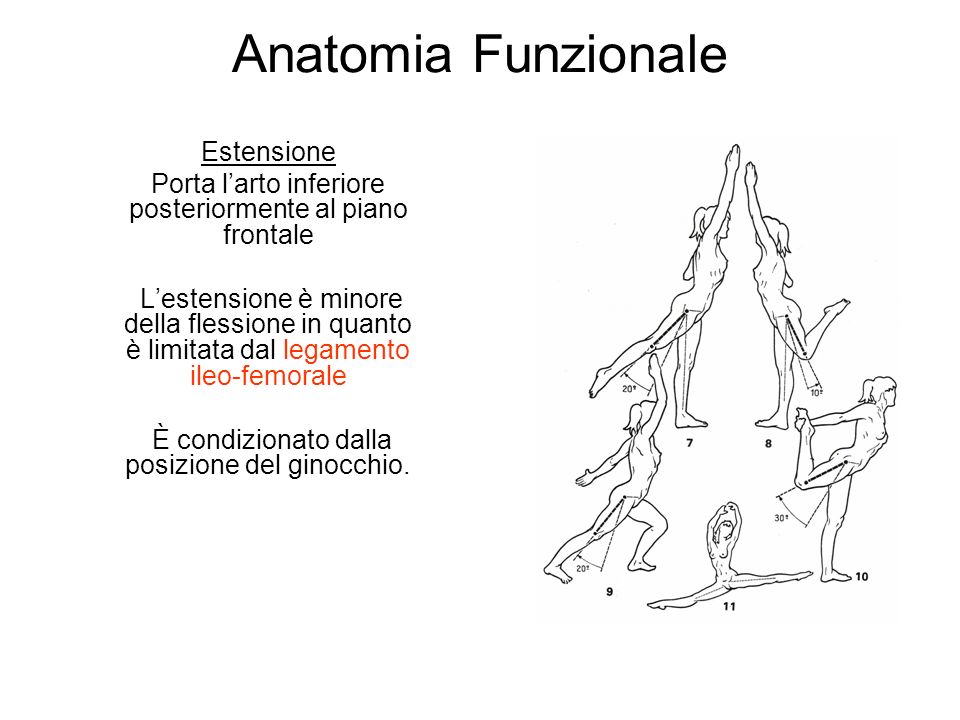 Anatomia Funzionale Estensione