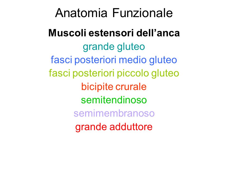 Anatomia Funzionale Muscoli estensori dell’anca grande gluteo