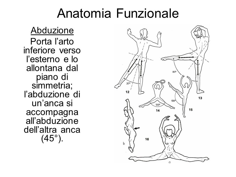 Anatomia Funzionale Abduzione