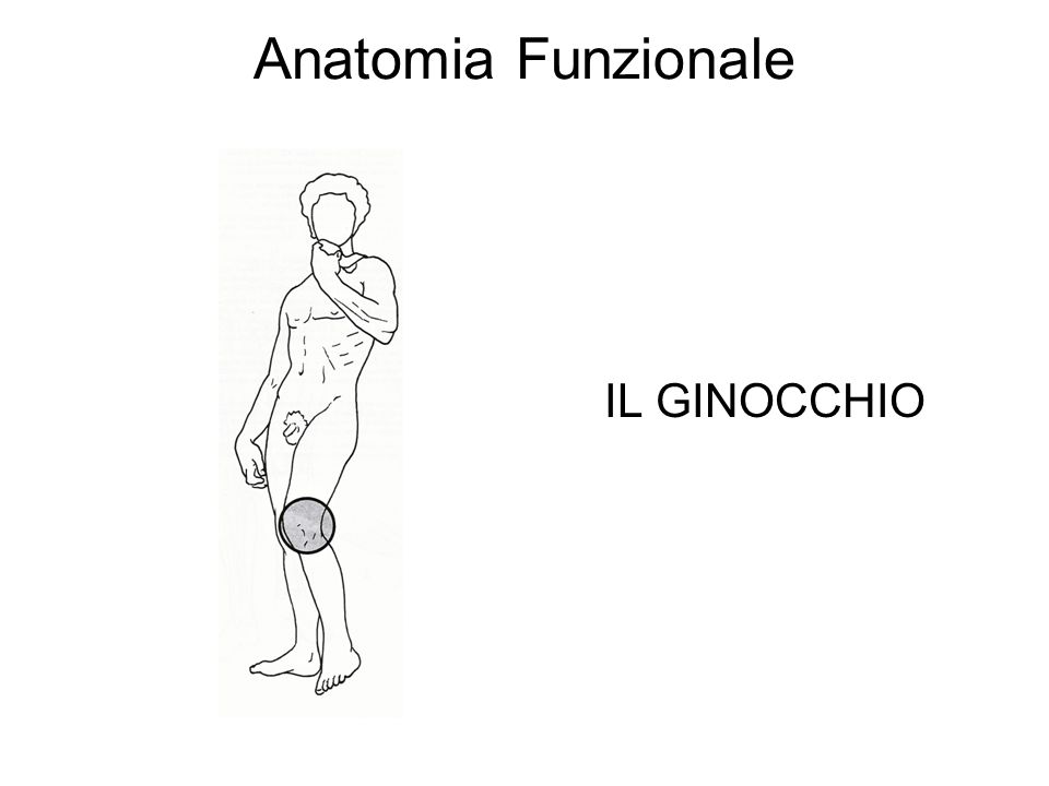 Anatomia Funzionale IL GINOCCHIO