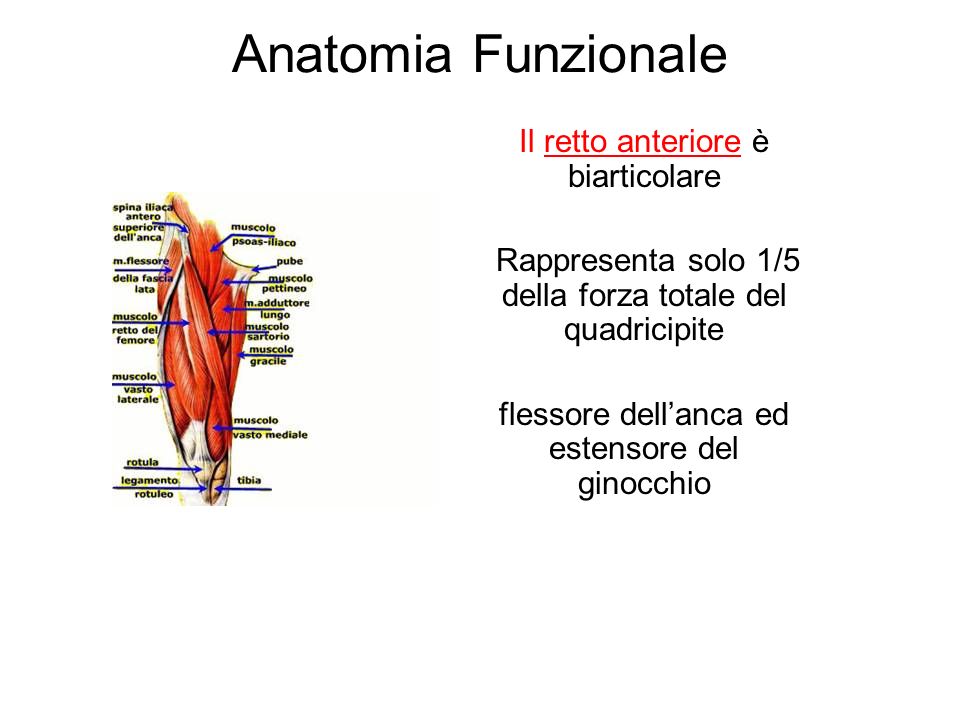 Anatomia Funzionale Il retto anteriore è biarticolare
