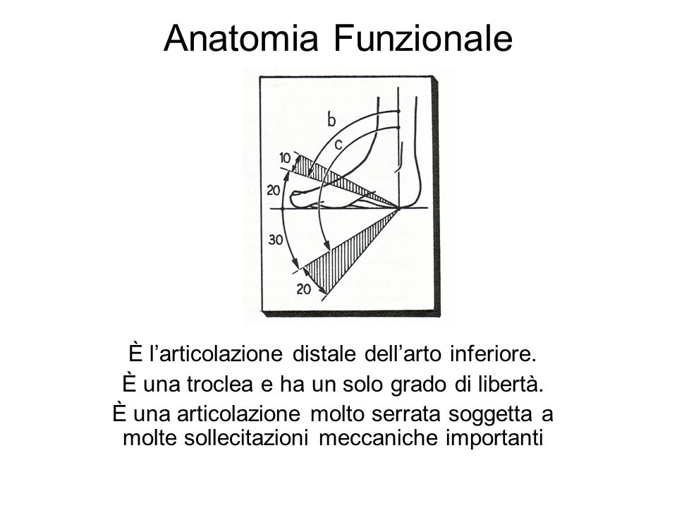 Anatomia Funzionale È l’articolazione distale dell’arto inferiore.