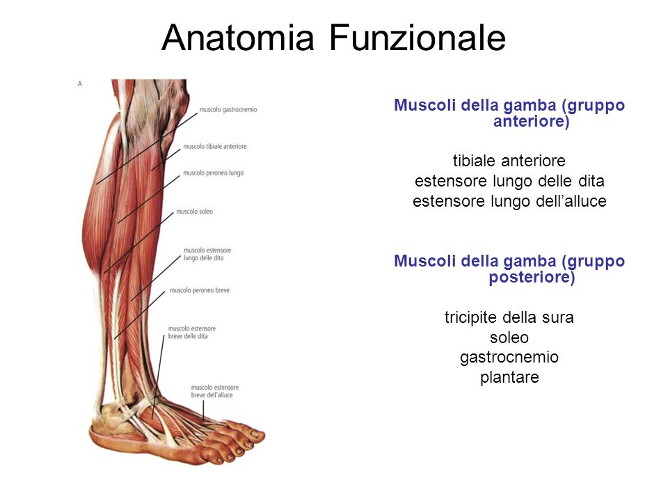 Anatomia Funzionale Muscoli della gamba (gruppo anteriore)
