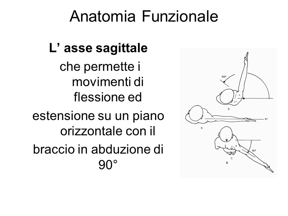 Anatomia Funzionale L’ asse sagittale