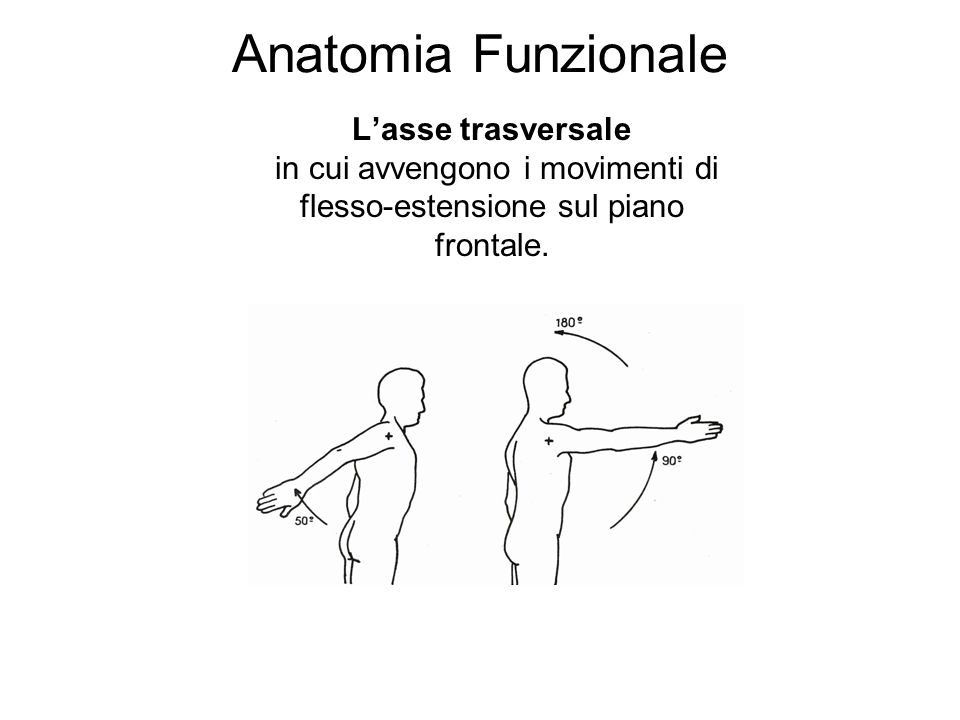 Anatomia Funzionale L’asse trasversale in cui avvengono i movimenti di