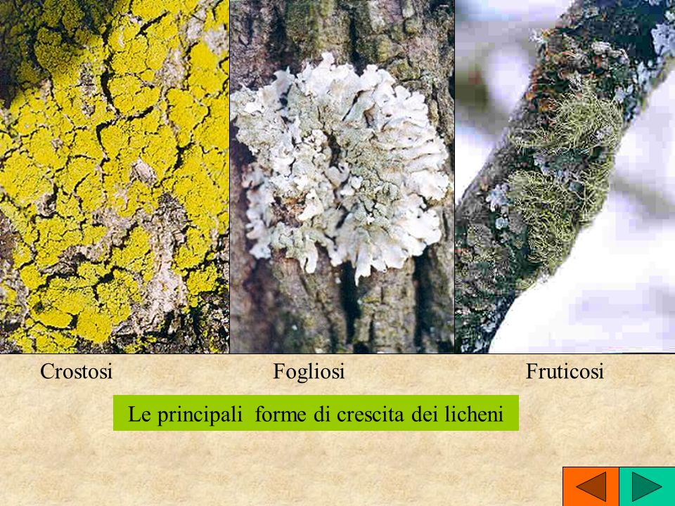 Le principali forme di crescita dei licheni