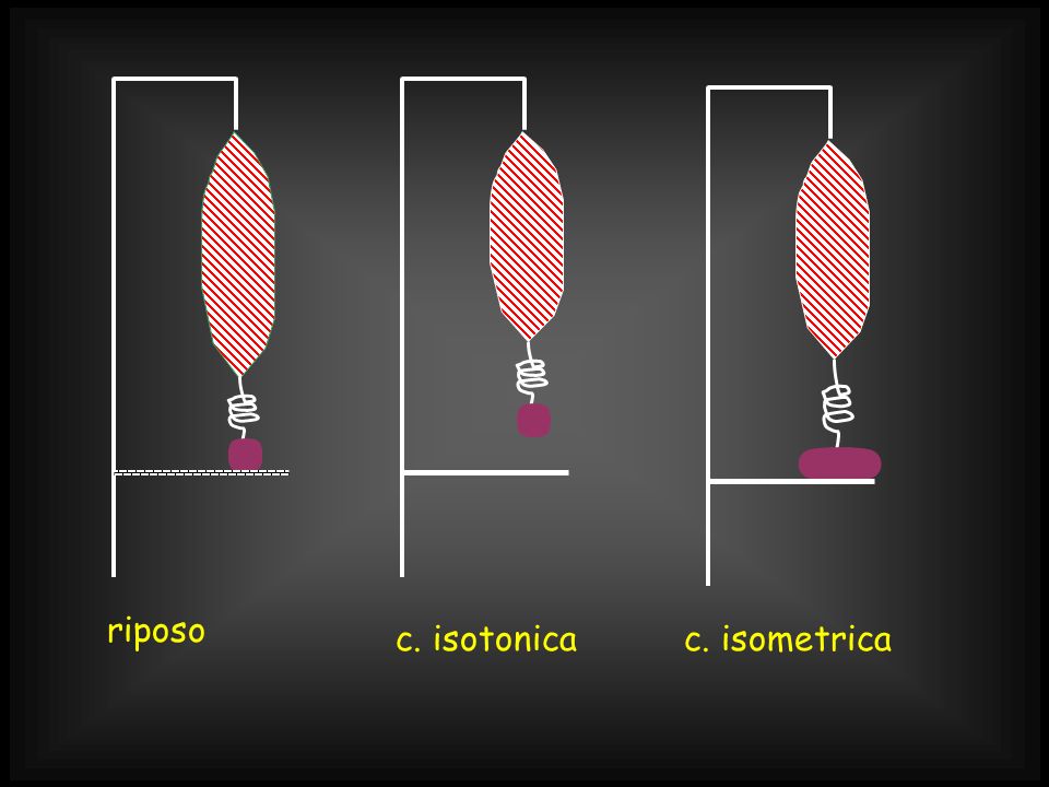 riposo c. isotonica c. isometrica