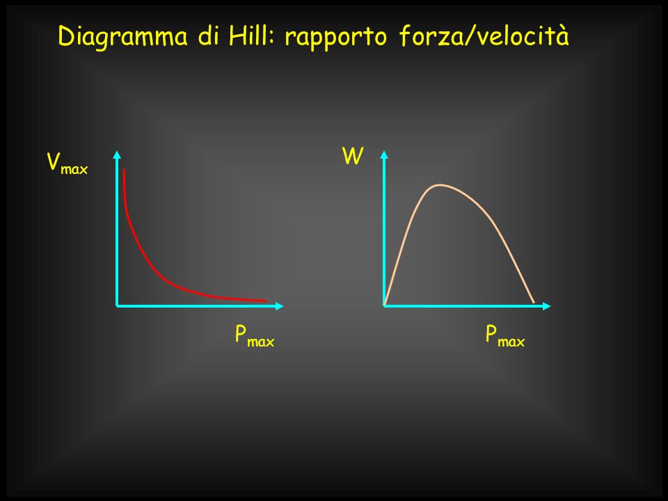 Diagramma di Hill: rapporto forza/velocità