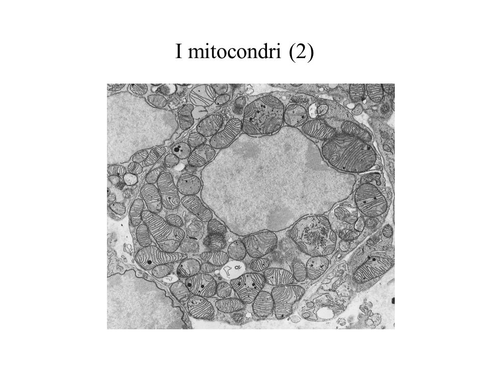 I mitocondri (2)