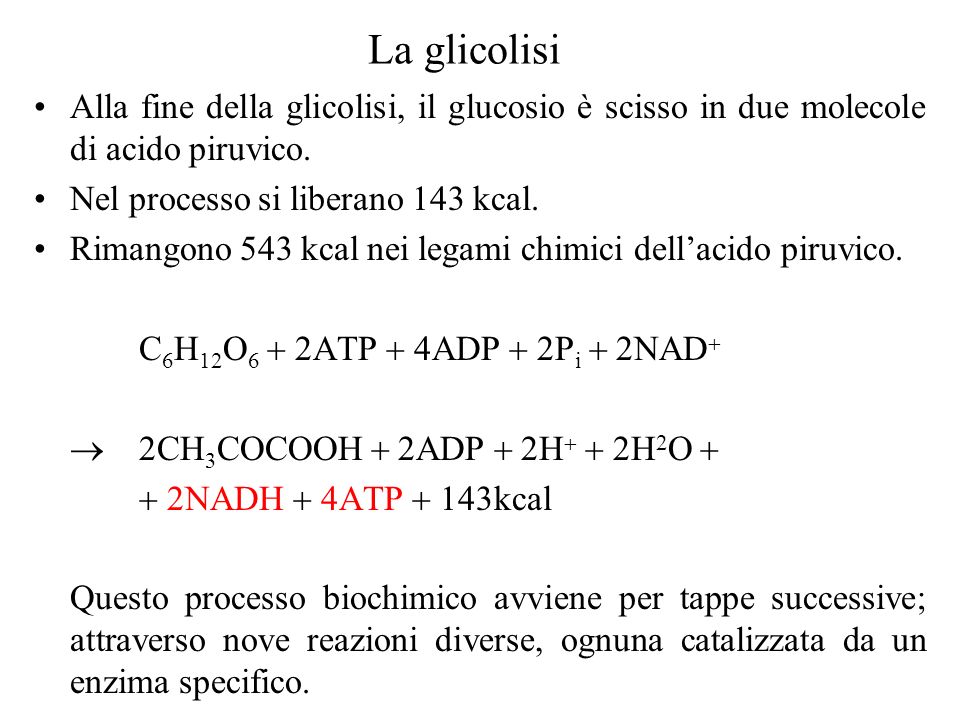 La glicolisi Alla fine della glicolisi, il glucosio è scisso in due molecole di acido piruvico. Nel processo si liberano 143 kcal.