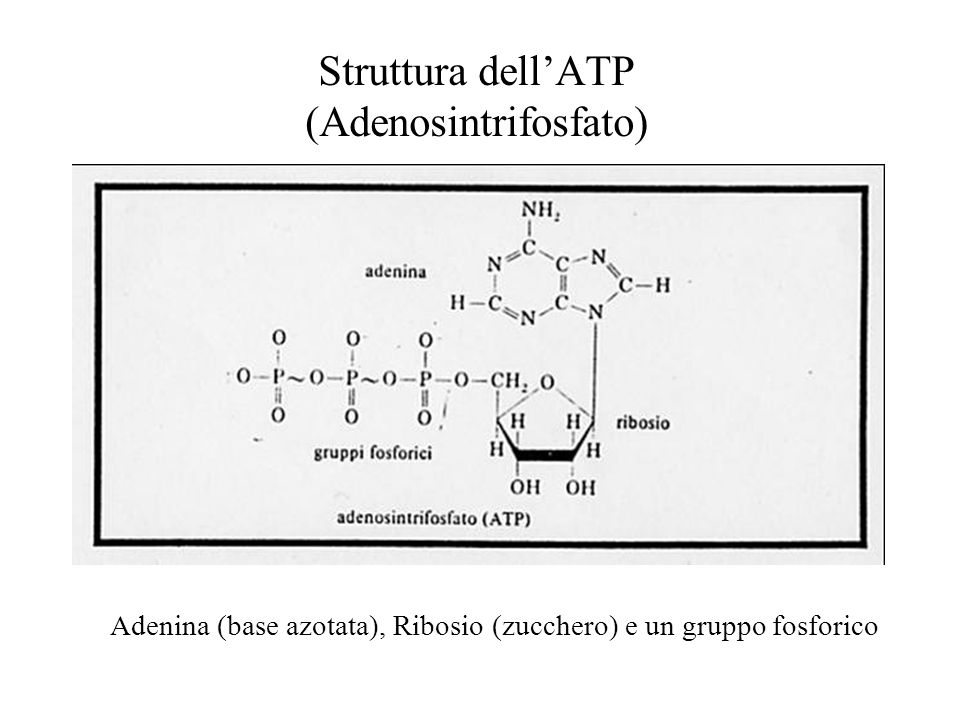 Struttura dell’ATP (Adenosintrifosfato)